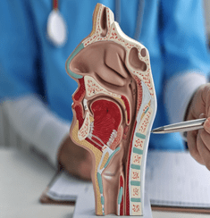 ENT visiting hospital in Udaipur - Evara Hospital